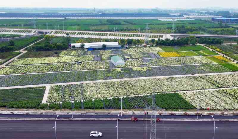  智能温室·产业延链·场景创新：解码湖北“赏花经济”四季常开的硬核逻辑 文化旅游