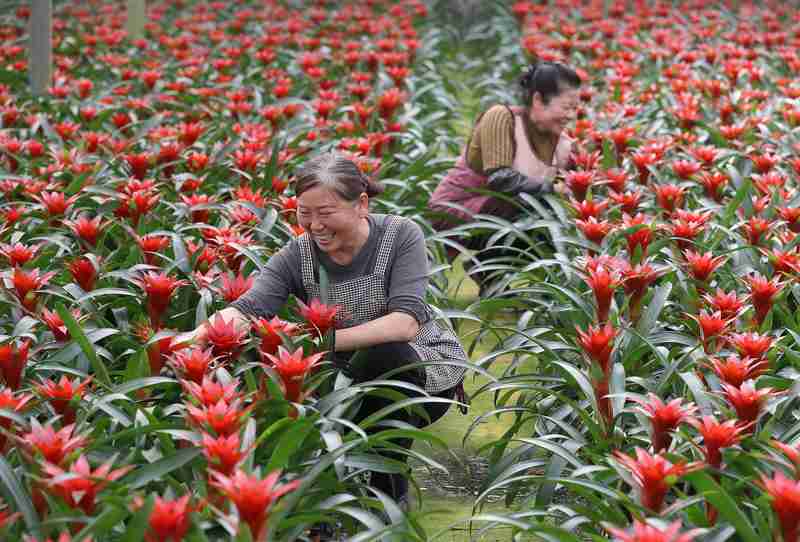  智能温室·产业延链·场景创新：解码湖北“赏花经济”四季常开的硬核逻辑 文化旅游
