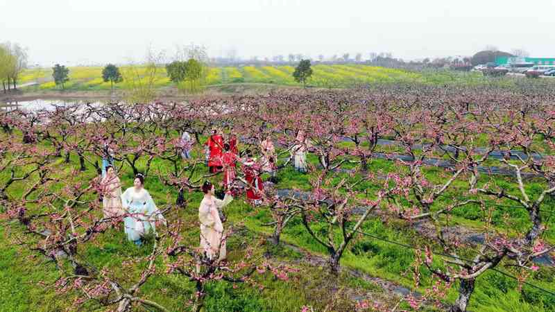  智能温室·产业延链·场景创新：解码湖北“赏花经济”四季常开的硬核逻辑 文化旅游