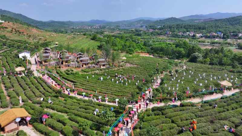  智能温室·产业延链·场景创新：解码湖北“赏花经济”四季常开的硬核逻辑 文化旅游