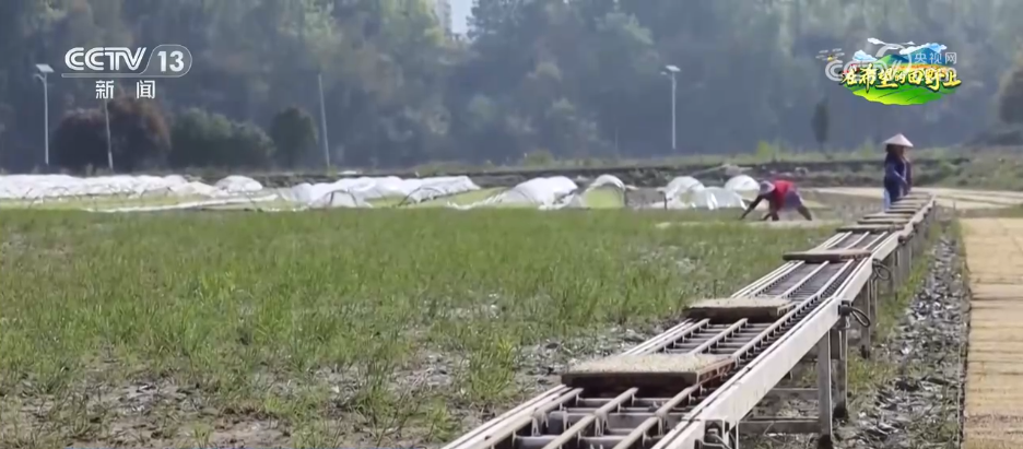  那片麦田里的守望者：当科技温柔地走进田野 文化旅游